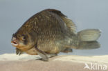 Gibel carp (Carassius auratus gibelio)