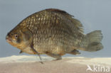 Gibel carp (Carassius auratus gibelio)
