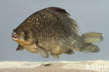 Gibel carp (Carassius auratus gibelio)