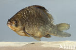 Giebel (Carassius auratus gibelio)