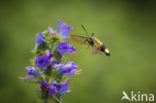 Glasvleugelpijlstaart (Hemaris fuciformis)