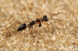 Gonatopus clavipes