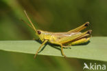 Large Gold Grasshopper (Chrysochraon dispar)