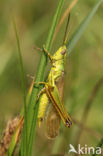 Large Gold Grasshopper (Chrysochraon dispar)