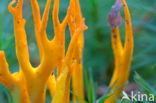 Goudgele koraalzwam (Ramaria aurea)