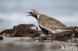 Golden Plover (Pluvialis apricaria)