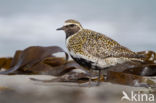 Goudplevier (Pluvialis apricaria)