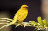 Eastern golden weaver (Ploceus subaureus)