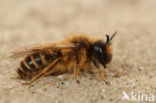 Grasbij (Andrena flavipes)