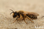 Grasbij (Andrena flavipes)