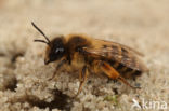 Grasbij (Andrena flavipes)