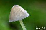 Yellowleg bonnet (Mycena epipterygia)