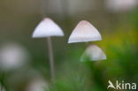 Yellowleg bonnet (Mycena epipterygia)