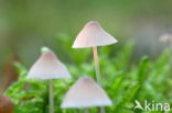 Yellowleg bonnet (Mycena epipterygia)