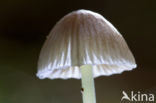 Yellowleg bonnet (Mycena epipterygia)