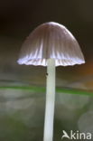 Yellowleg bonnet (Mycena epipterygia)