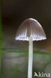 Yellowleg bonnet (Mycena epipterygia)