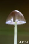 Yellowleg bonnet (Mycena epipterygia)