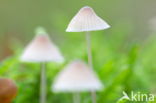 Yellowleg bonnet (Mycena epipterygia)