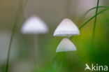 Yellowleg bonnet (Mycena epipterygia)