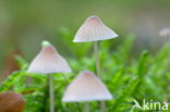 Yellowleg bonnet (Mycena epipterygia)