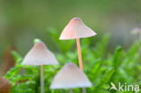 Graskleefsteelmycena (Mycena epipterygia)