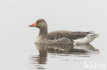 Grey Lag-Goose (Anser anser)