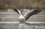 Grauwe Gans (Anser anser)