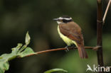 Great Kiskadee (Pitangus sulphuratus)