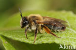 Grijze rimpelrug (Andrena tibialis)