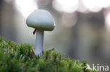 Grisette (Amanita vaginata)