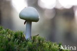 Grisette (Amanita vaginata)