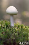 Grisette (Amanita vaginata)