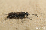 Pompilus cinereus