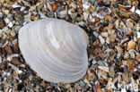 Grey Carpet-shell (Venerupis senescens)