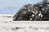 Grey Seal (Halichoerus grypus)