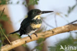 Groene IJsvogel (Chloroceryle americana)