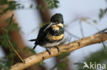 Groene IJsvogel (Chloroceryle americana)