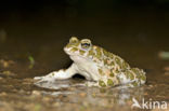 Groene pad (Bufo viridis)