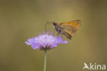 Groot dikkopje (Ochlodes faunus)