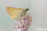 Large Skipper (Ochlodes faunus)