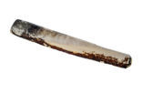 Pod Razor (Ensis siliqua)