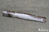 Pod Razor (Ensis siliqua)