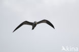 Large-billed Tern (Phaetusa simplex)