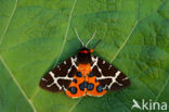 Garden Tiger (Arctia caja)