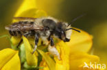 Grote bladsnijder (Megachile willughbiella)