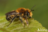 Grote bladsnijder (Megachile willughbiella)