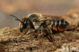 Grote bladsnijder (Megachile willughbiella)