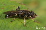 Grote grijze bladloper (Xylota florum)