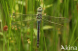 Grote keizerlibel (Anax imperator)